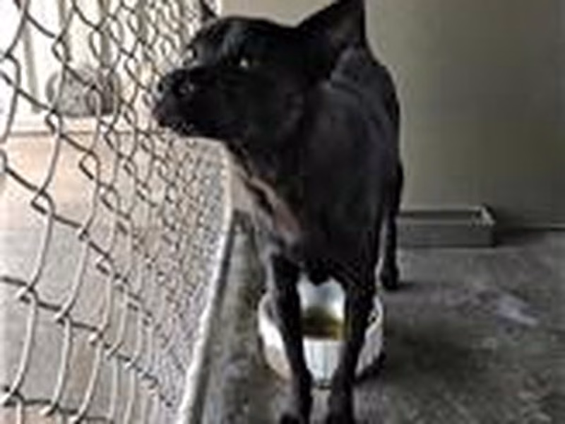Black female mixed-breed dog, Medium, shelter no. …2D01