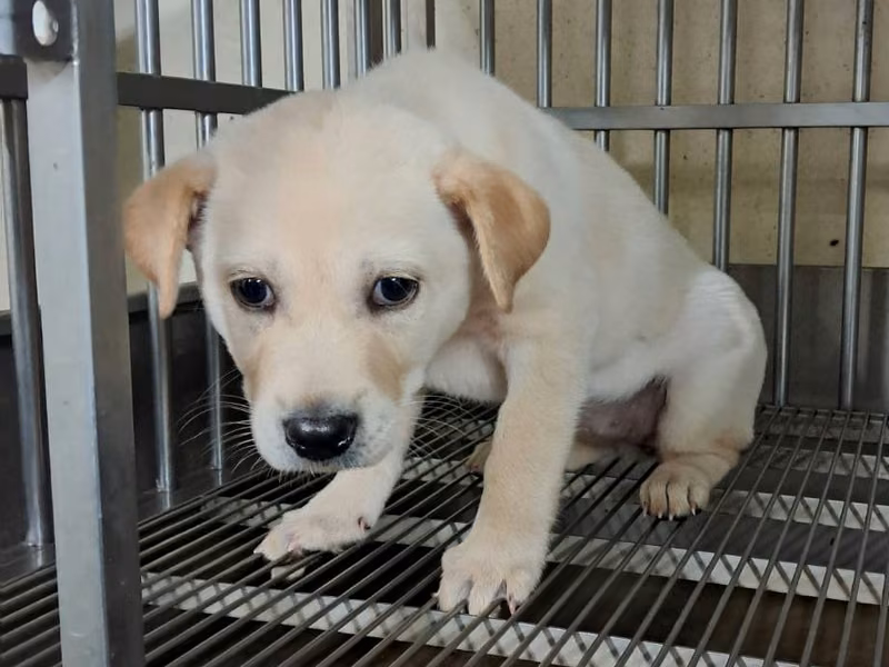 White young female mixed-breed dog, Small, shelter no. …1002