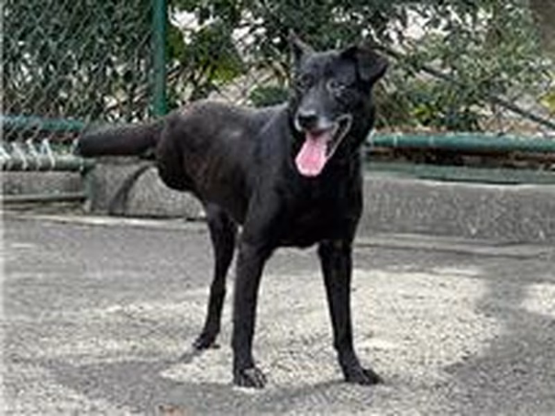 ミックス犬(メス・成犬・黒)、中型, 施設番号 …1305