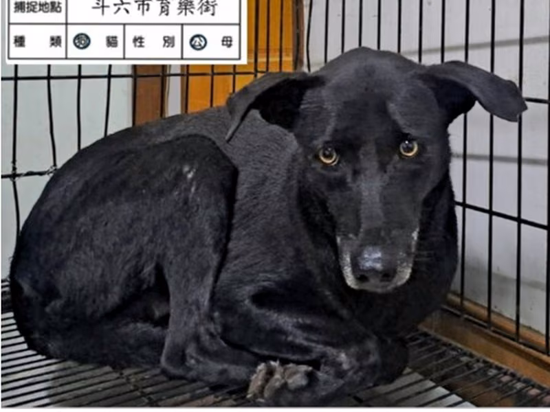 Black adult male mixed-breed dog, Large, shelter no. …060D