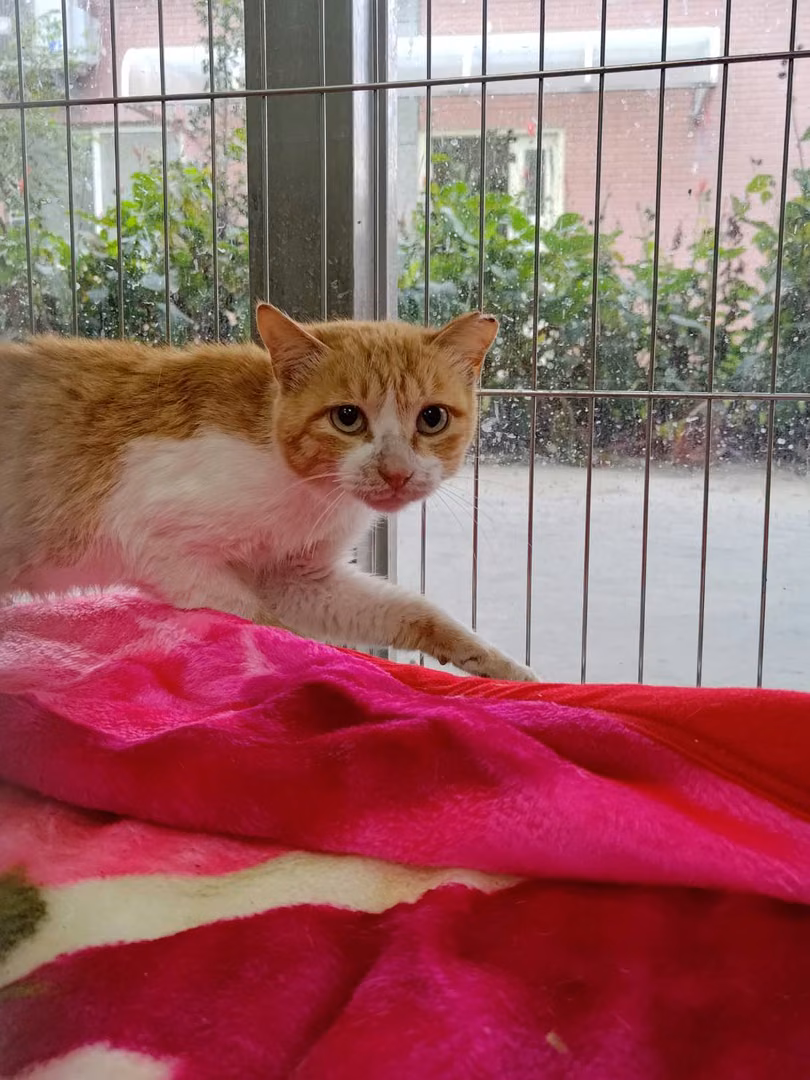 Orange-and-white adult male mixed-breed cat, Medium, shelter no. …2005