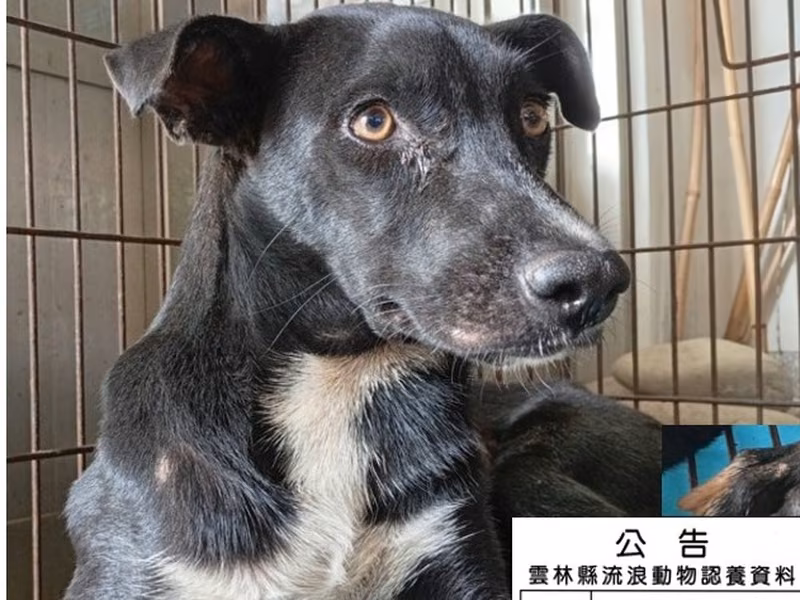 Black-and-white adult female mixed-breed dog, Medium, shelter no. …047D