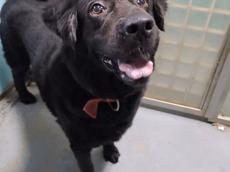 Black adult female mixed-breed dog, Medium, shelter no. …2602