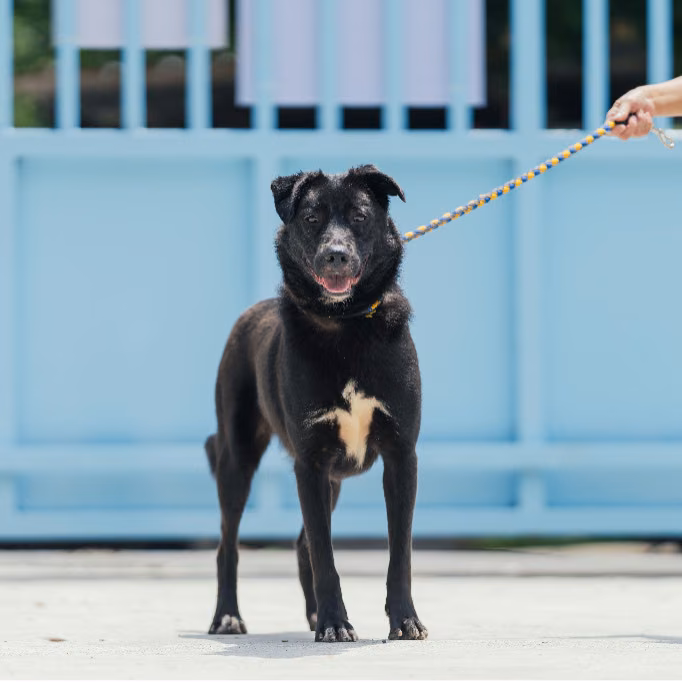 Black adult male mixed-breed dog, Medium, shelter no. …4001