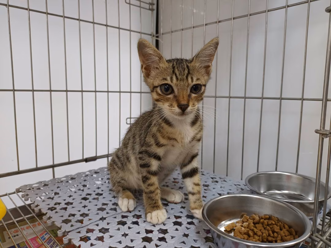 Tabby-and-white young male mixed-breed cat, Small, shelter no. …1502