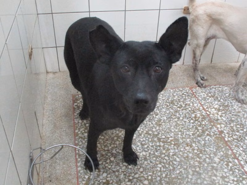 ミックス犬(メス・成犬・黒)、大型, 施設番号 …5A25