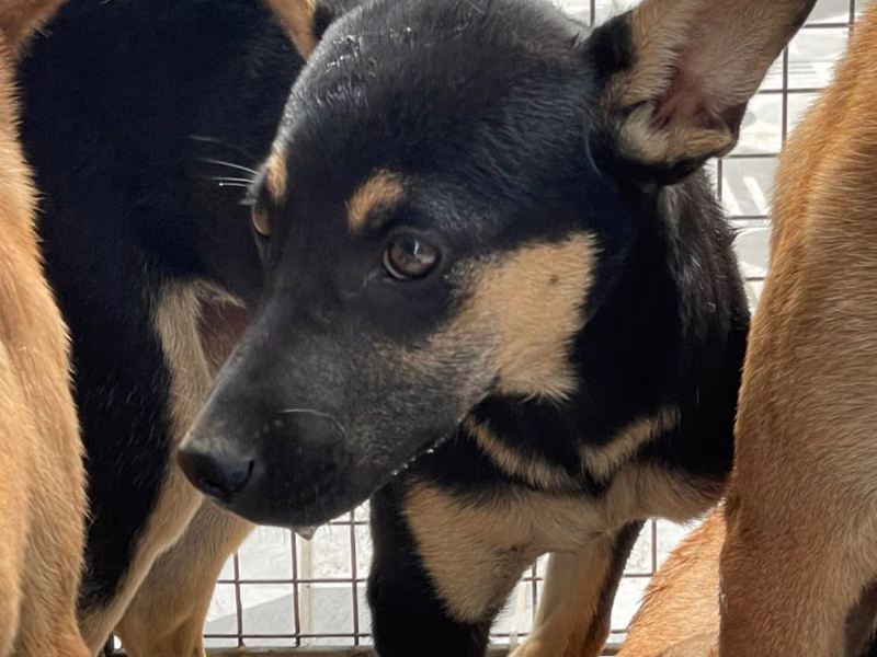 Black-and-brown adult female mixed-breed dog, Medium, shelter no. …6029