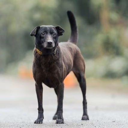 Black adult female mixed-breed dog, Medium, shelter no. …2003
