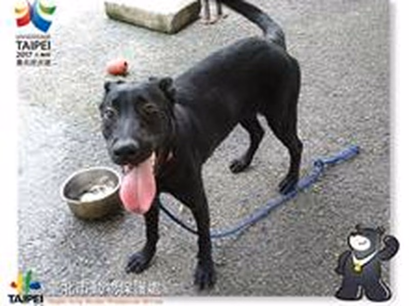 Black adult female mixed-breed dog, Medium, shelter no. …1205