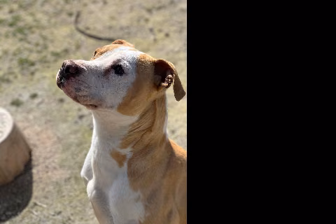 Milta, Adult · Female · Medium · American Staffordshire Terrier