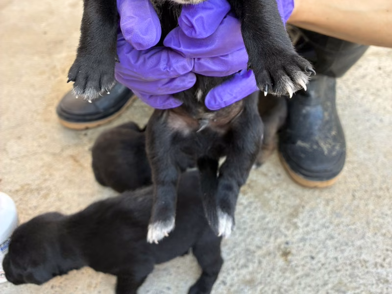 Black young male mixed-breed dog, Small, shelter no. …6017