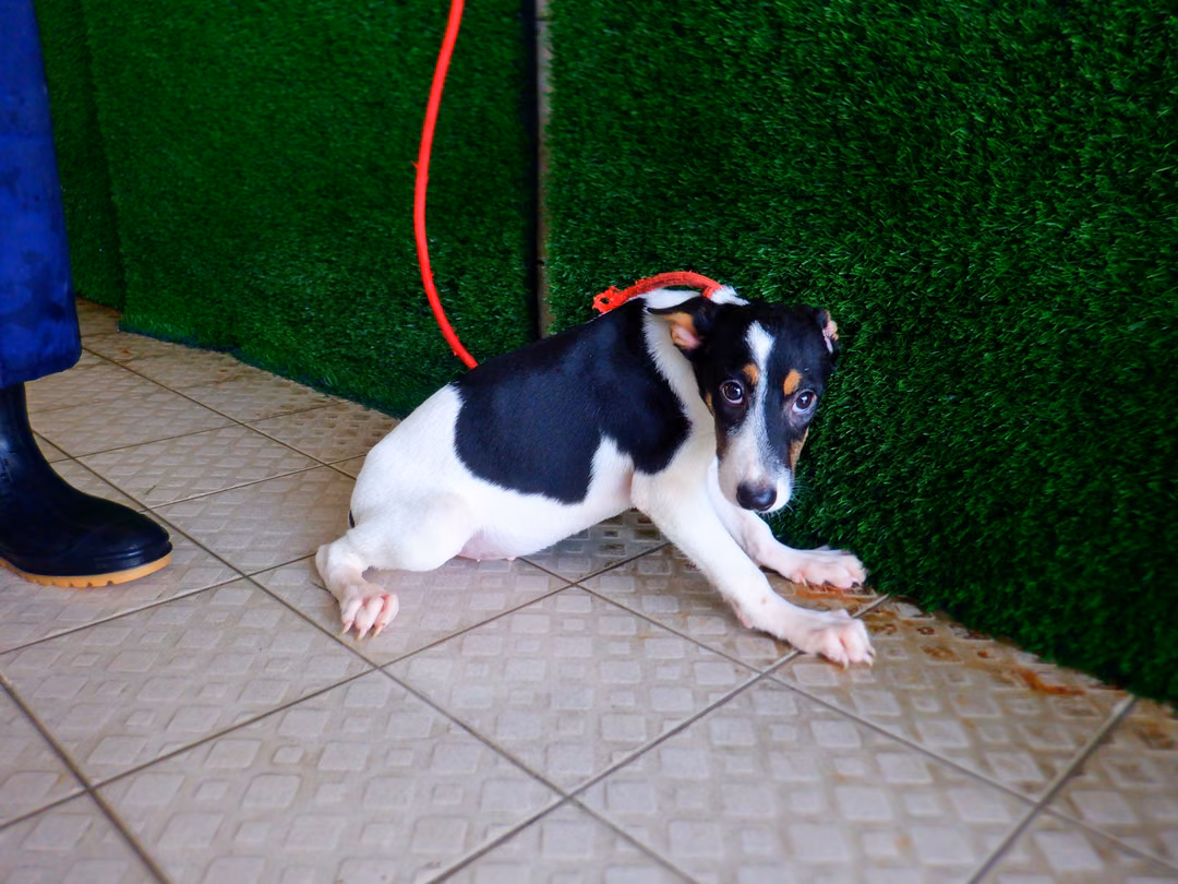 Black-and-white young male mixed-breed dog, Small, shelter no. …2888