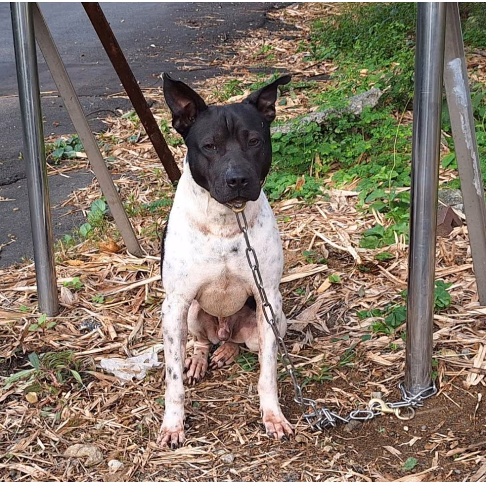 Black-and-white adult male mixed-breed dog, Medium, shelter no. …4001