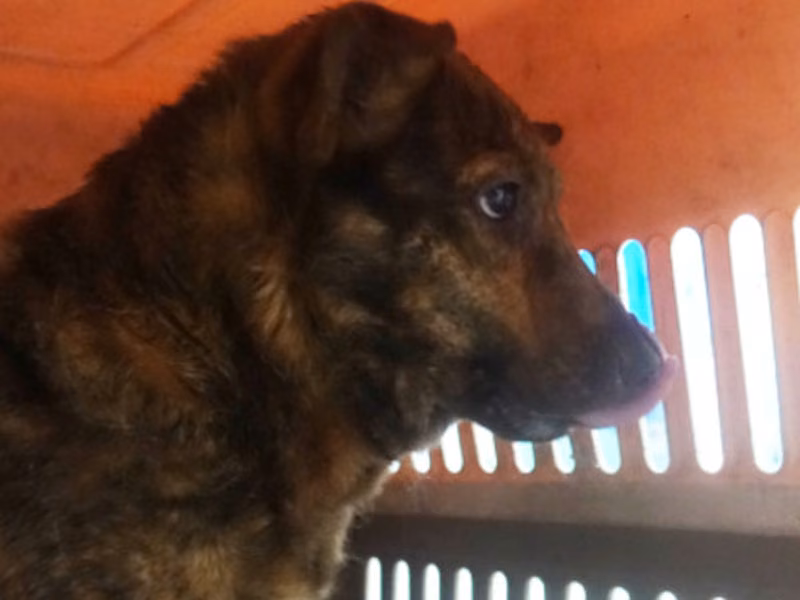 Tabby adult female mixed-breed dog, Large, shelter no. …0645