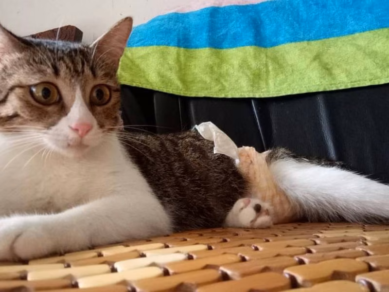 Tabby-and-white adult female mixed-breed cat, Medium, shelter no. …9002
