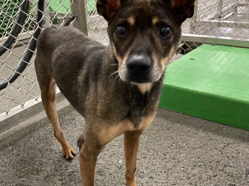 Black-and-gray adult male mixed-breed dog, Large, shelter no. …9001