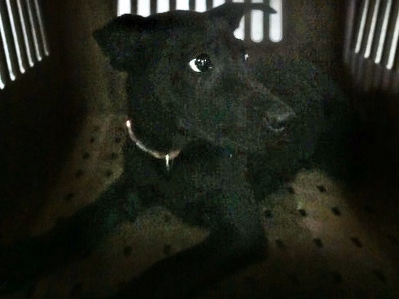Black young female mixed-breed dog, Medium, shelter no. …0386