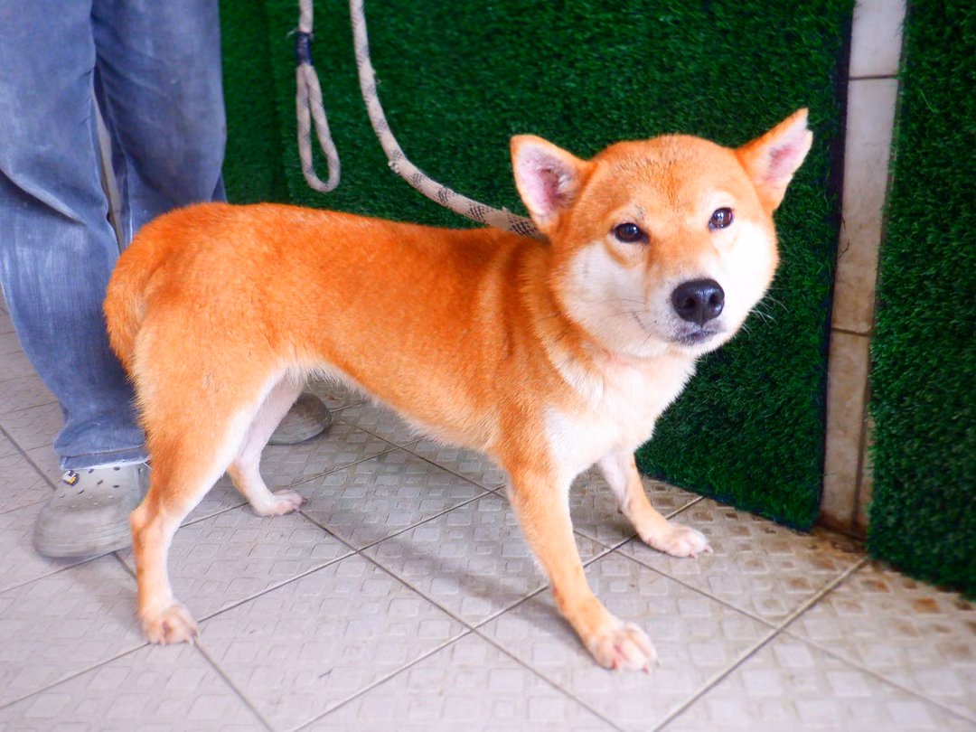 Tan adult female Shiba Inu, Medium, shelter no. …8735