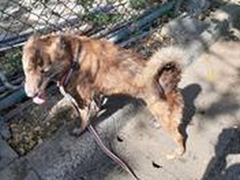 Tabby young female mixed-breed dog, Medium, shelter no. …1501