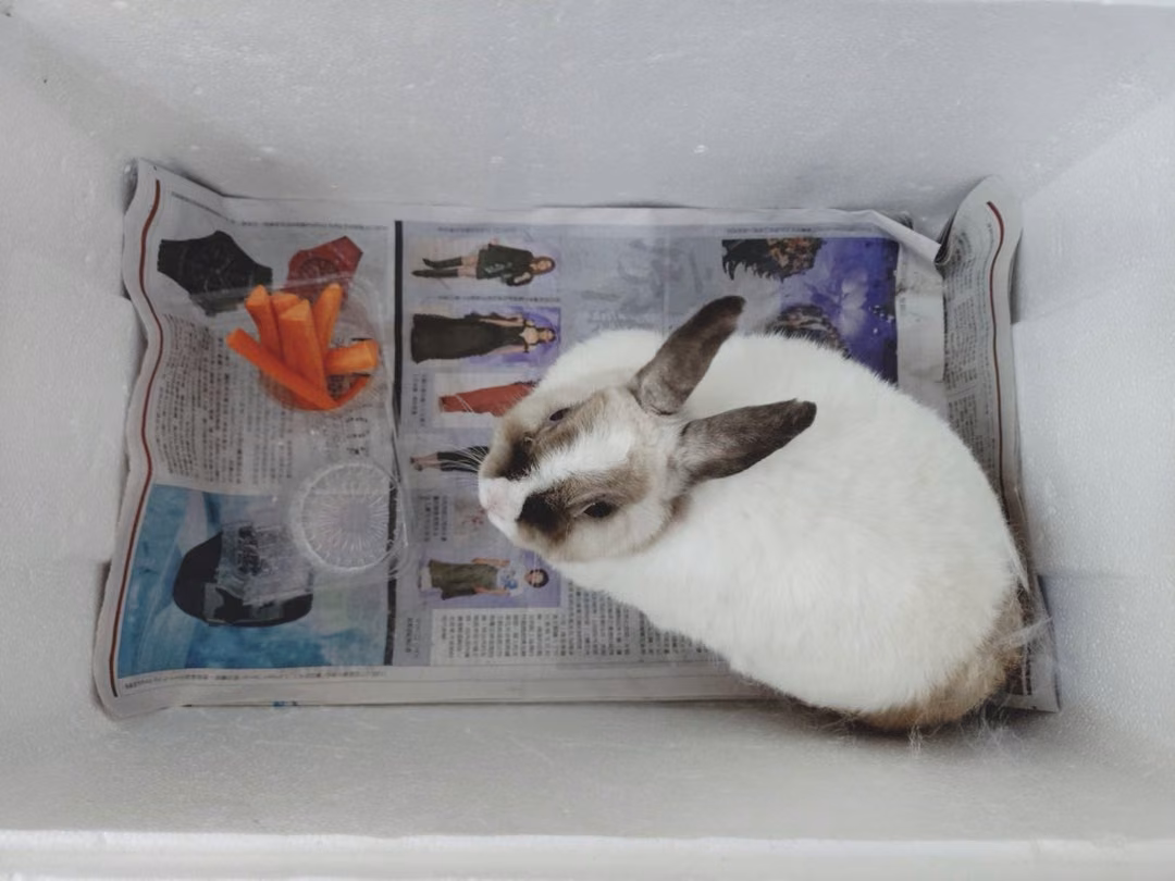 White adult mixed-breed rabbit, Small, shelter no. …8001