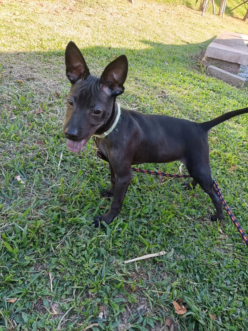 Black young male mixed-breed dog, Small, shelter no. …1004