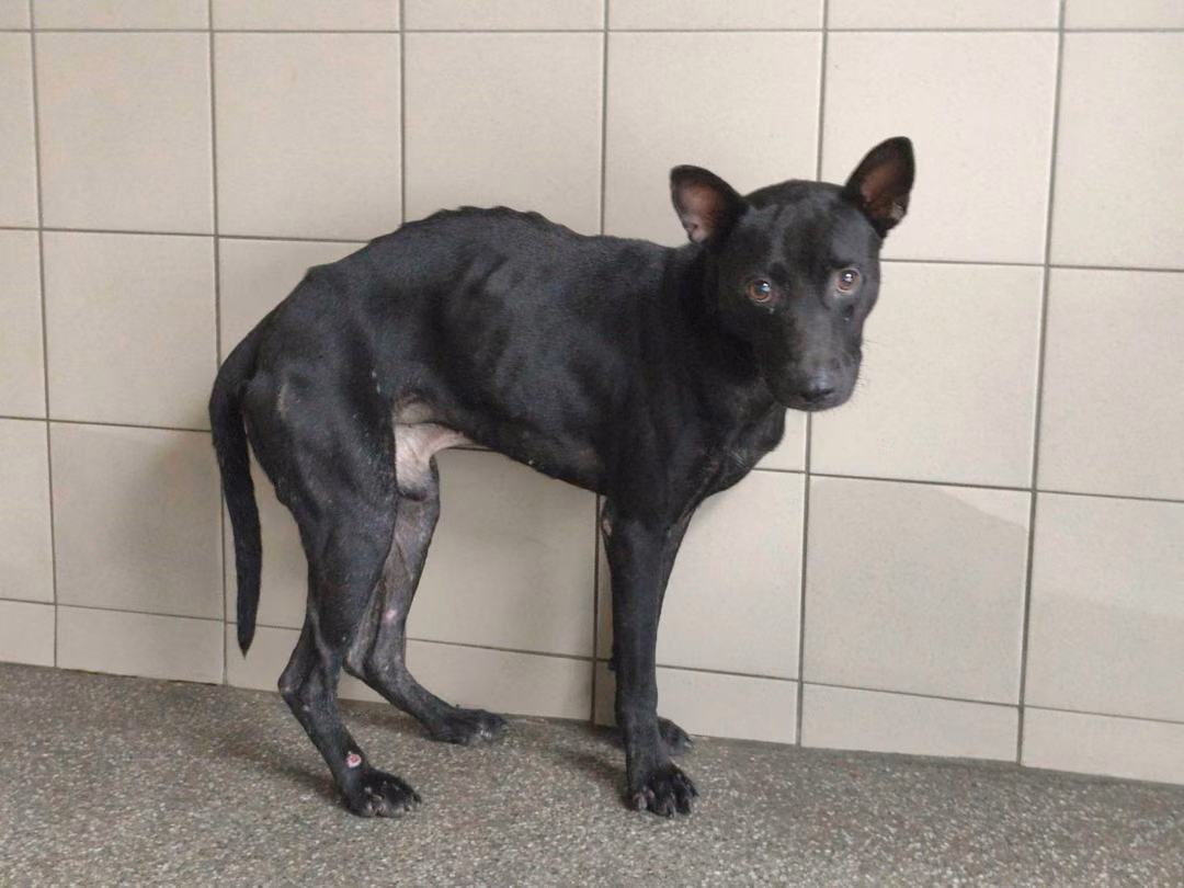 Black adult male mixed-breed dog, Large, shelter no. …1908
