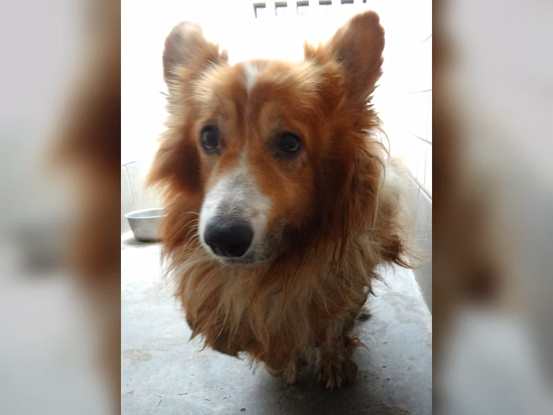 Corgi galés macho adulto (canela y blanco), Mediano, refugio n.º …1258
