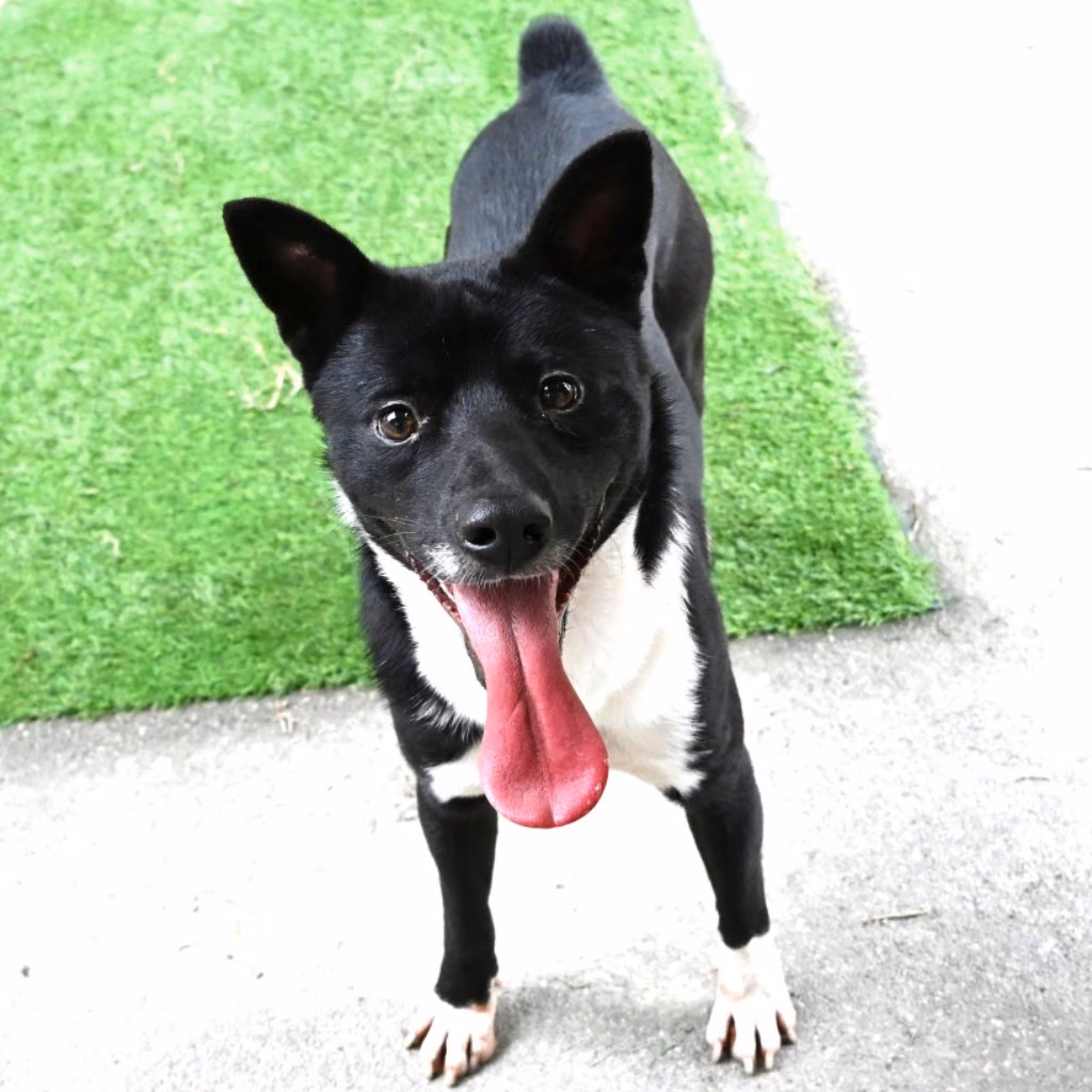 Black-and-white adult male mixed-breed dog, Medium, shelter no. …3004
