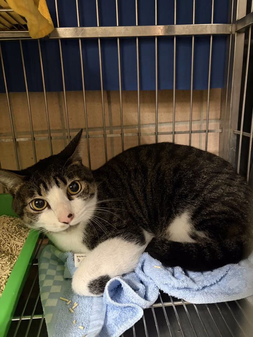 Tabby-and-white adult male mixed-breed cat, Large, shelter no. …6001
