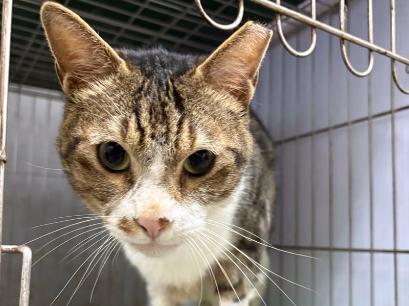 Tabby-and-white adult male mixed-breed cat, Medium, shelter no. …1006