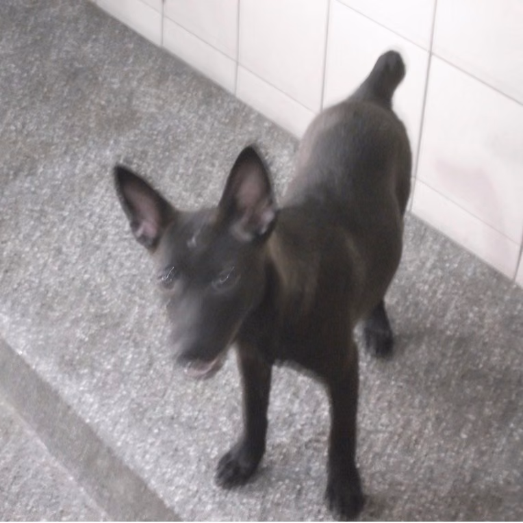 Black young female mixed-breed dog, Small, shelter no. …1711