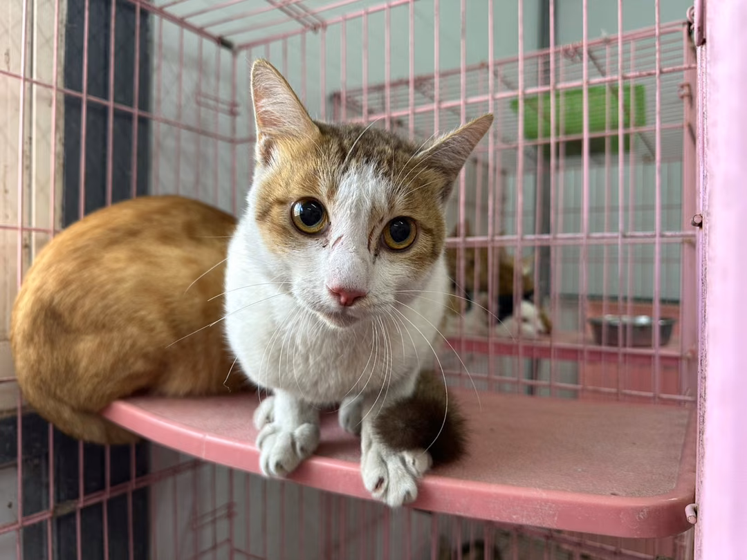 Adult male mixed-breed cat, Medium, shelter no. …1107