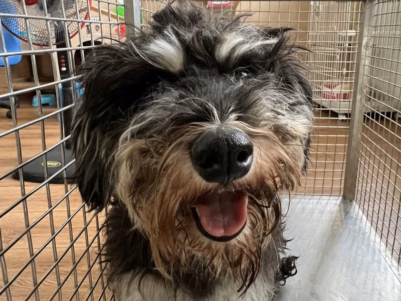 Black adult female Standard Schnauzer, Medium, shelter no. …0001