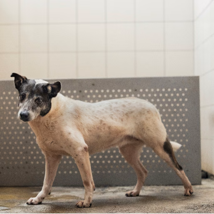 Black-and-white adult female mixed-breed dog, Medium, shelter no. …1602