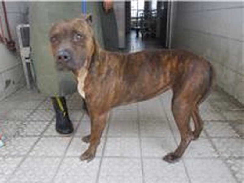 Tabby adult female American Pit Bull Terrier, Medium, shelter no. …9501