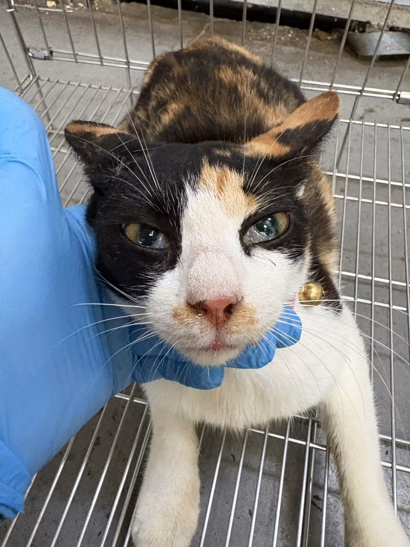 Calico adult female mixed-breed cat, Medium, shelter no. …9003