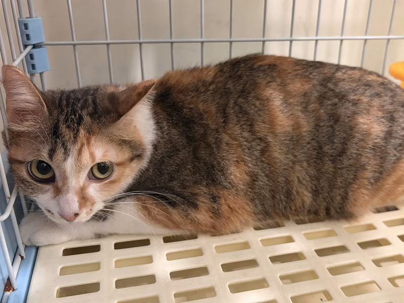 Calico adult female mixed-breed cat, Medium, shelter no. …9001