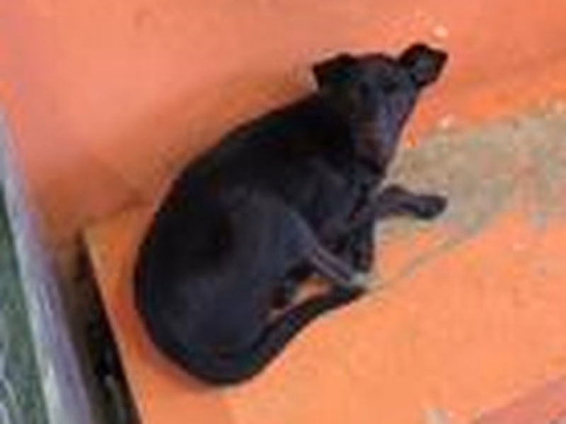 Black adult female mixed-breed dog, Medium, shelter no. …2003