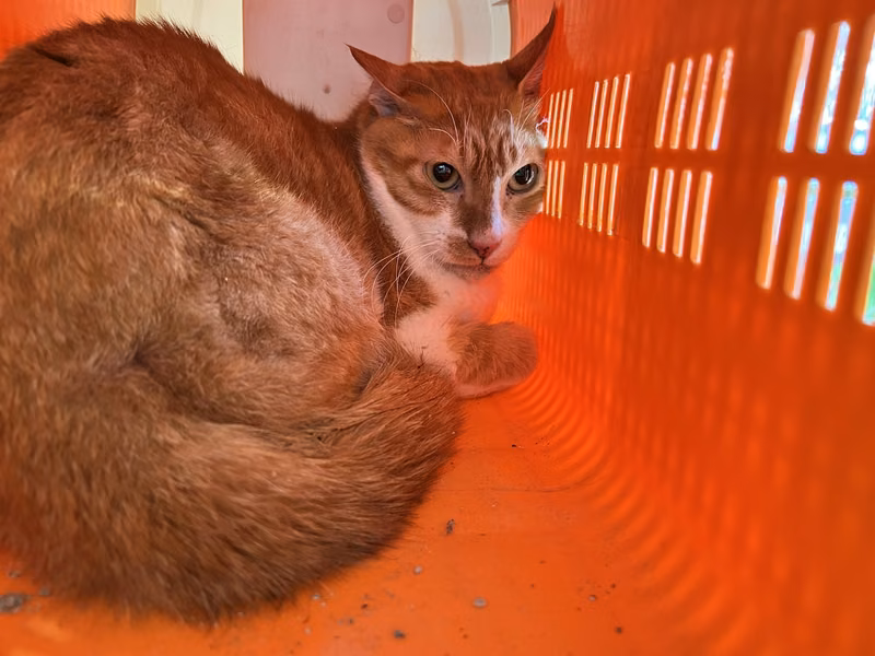 Orange-and-white adult male mixed-breed cat, Medium, shelter no. …9002