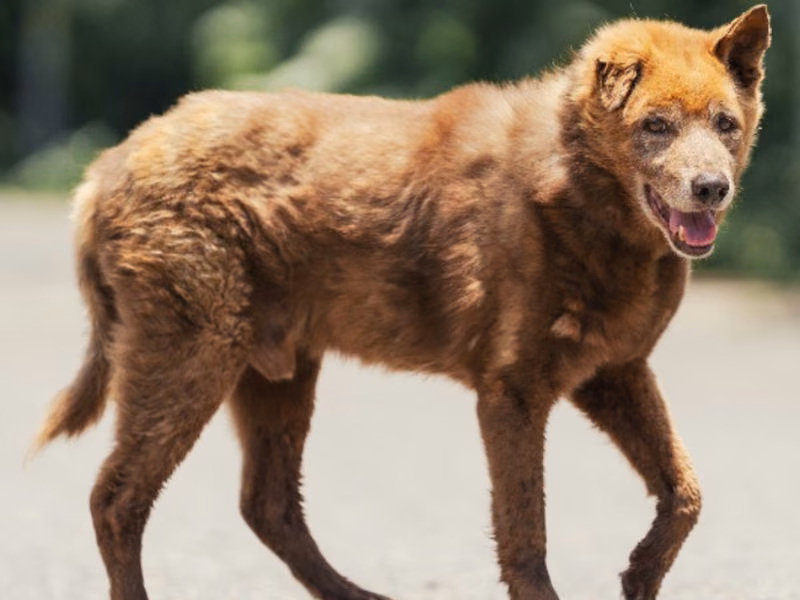 Brown adult male mixed-breed dog, Medium, shelter no. …1001