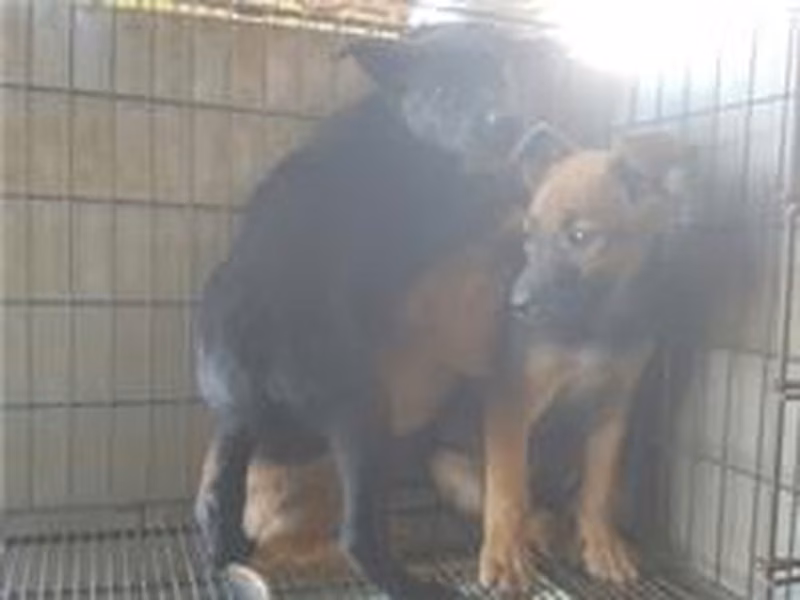 Black young female mixed-breed dog, Medium, shelter no. …0010