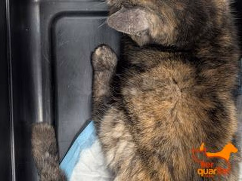 Calico female European Shorthair, shelter no. …4311