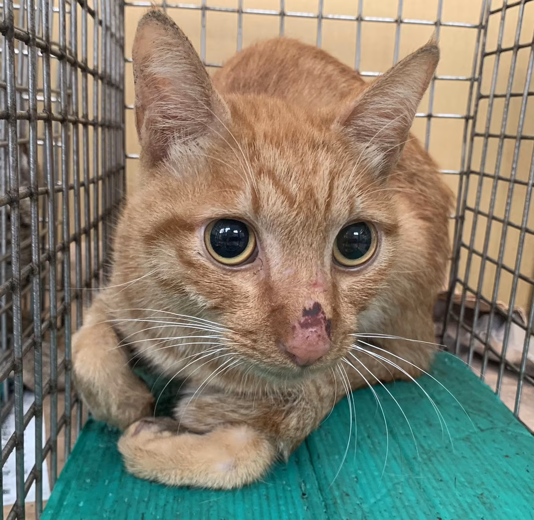 Orange tabby adult male mixed-breed cat, Small, shelter no. …2606