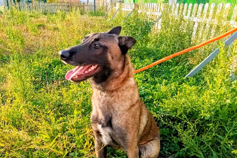 Sancocho, Young · Male · Belgian Shepherd