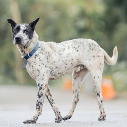 Black-and-white adult male mixed-breed dog, Medium, shelter no. …3003