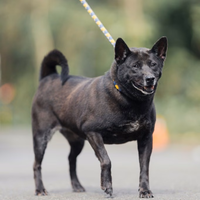 Black adult female mixed-breed dog, Medium, shelter no. …0502