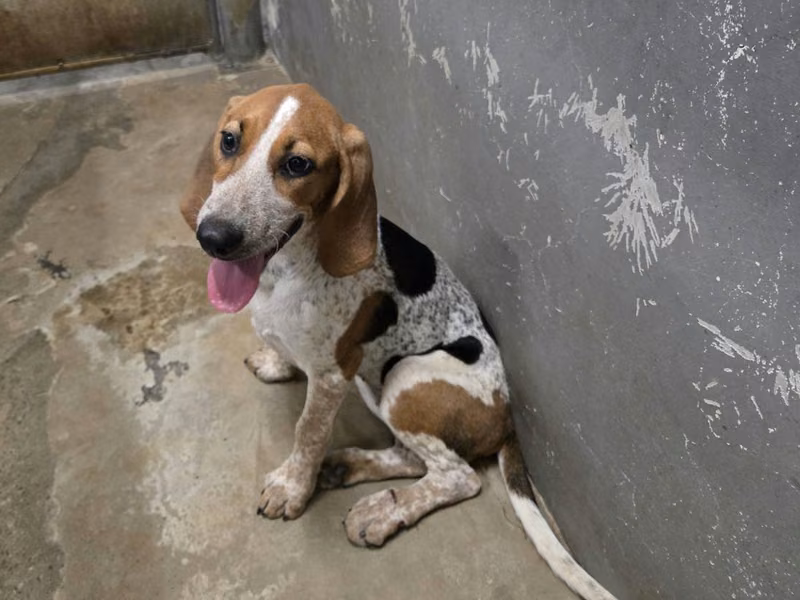 Beagle femelle jeune (tacheté), Moyen, refuge n° …0001