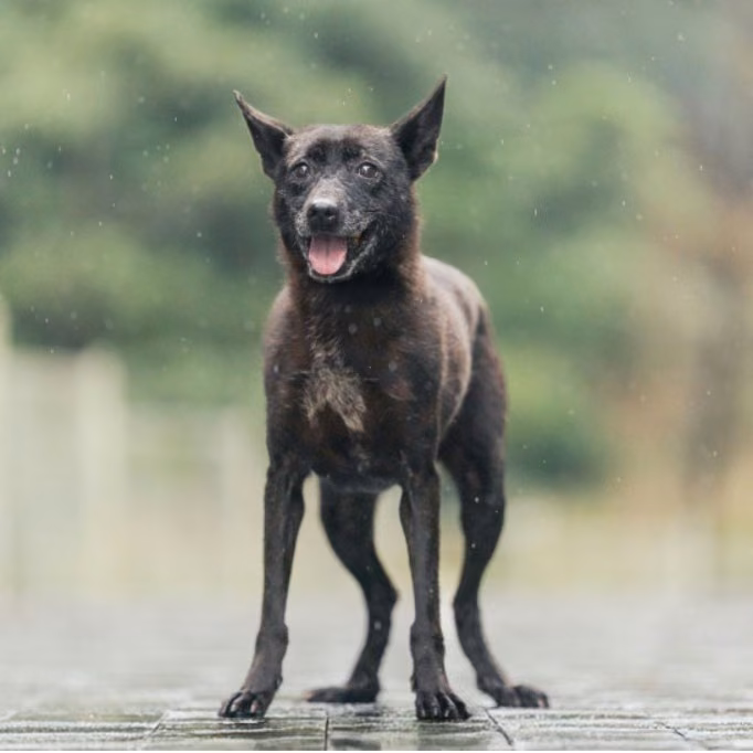 Black adult female mixed-breed dog, Medium, shelter no. …0011