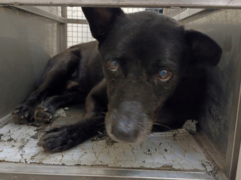 Black adult male mixed-breed dog, Medium, shelter no. …0204