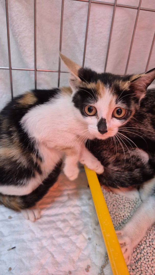 Calico young female mixed-breed cat, Small, shelter no. …3001